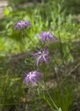 Dianthus superbus