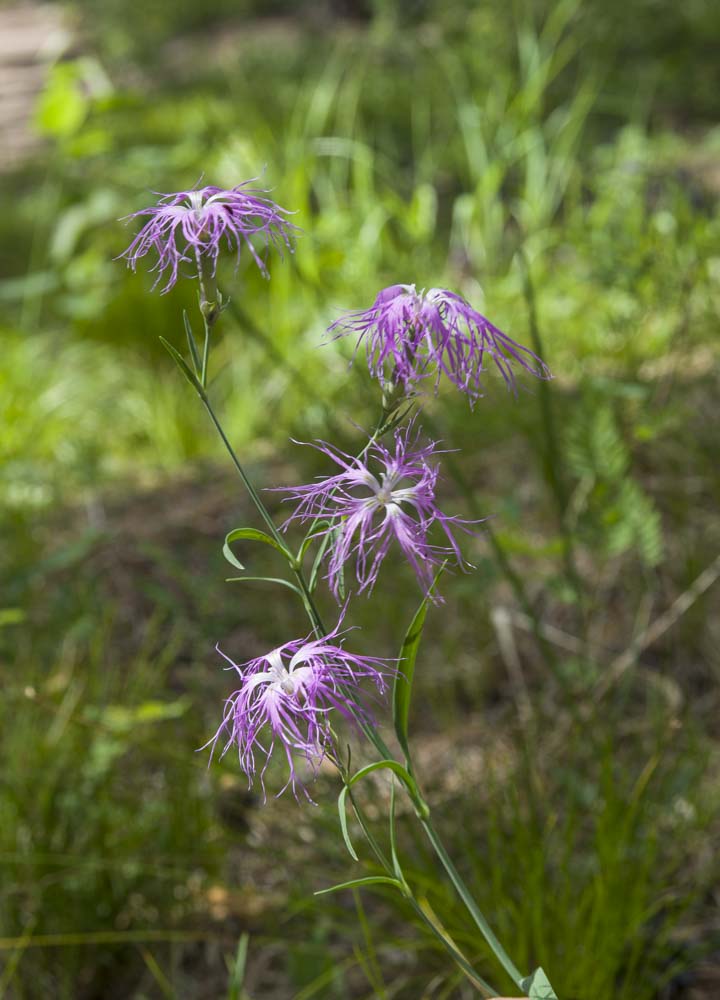 Изображение особи Dianthus superbus.