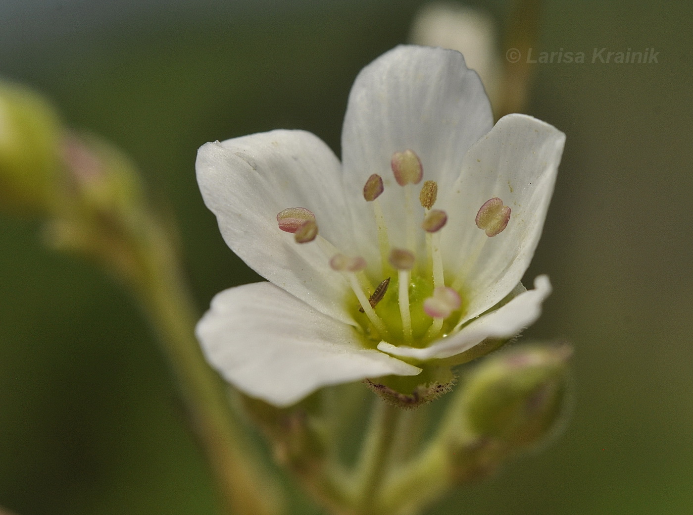 Изображение особи Eremogone juncea.
