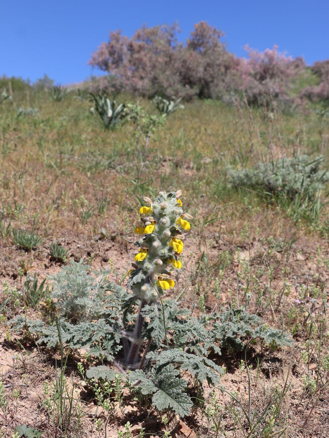 Изображение особи Phlomoides speciosa.