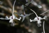 семейство Orchidaceae
