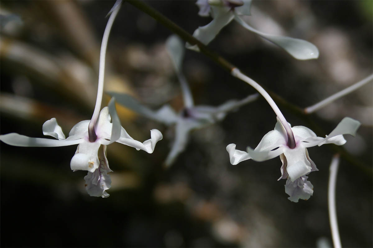 Изображение особи семейство Orchidaceae.