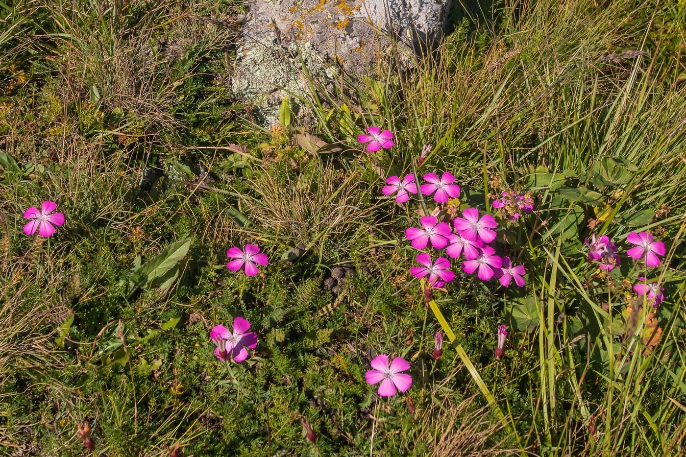 Image of Dianthus oschtenicus specimen.