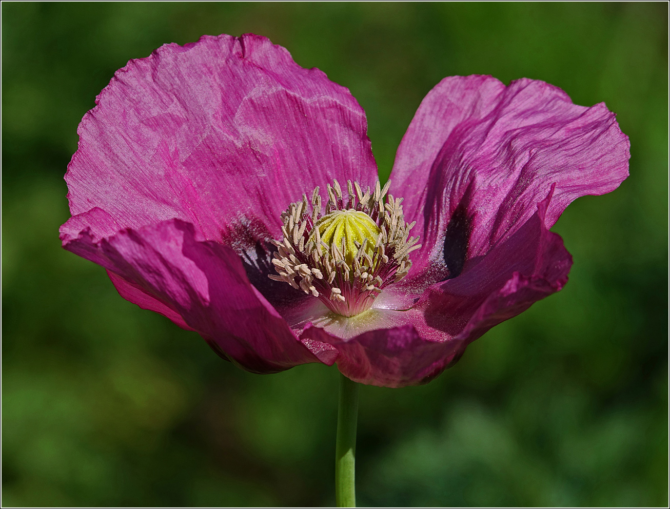 Image of Papaver somniferum specimen.