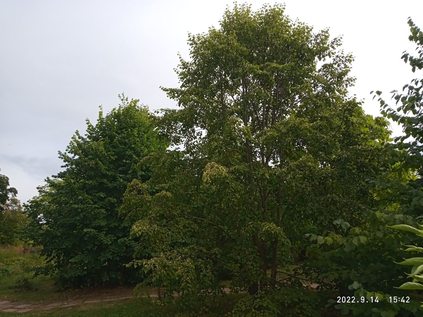 Image of Tilia taquetii specimen.