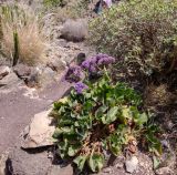 Limonium bourgeaui