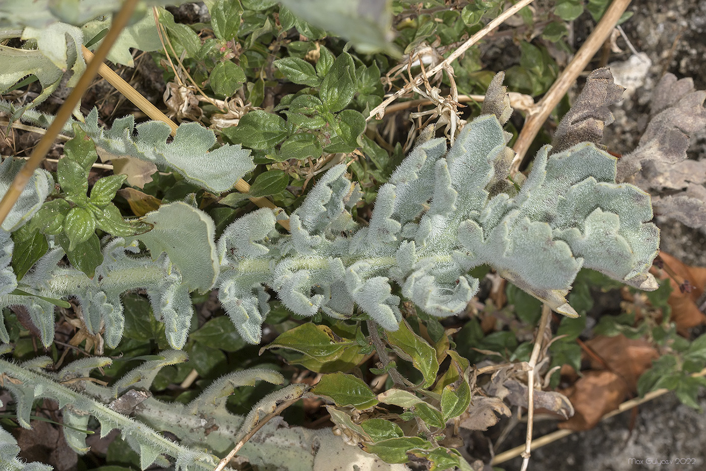 Image of Glaucium flavum specimen.
