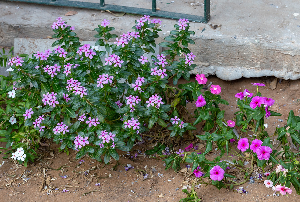 Изображение особи Catharanthus roseus.