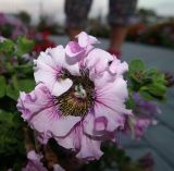 Petunia &times; hybrida