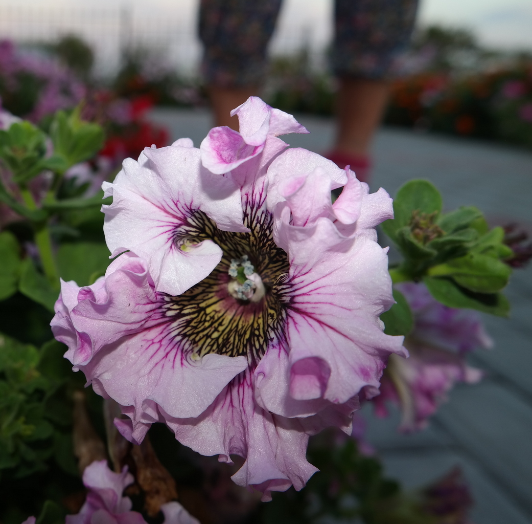 Image of Petunia &times; hybrida specimen.