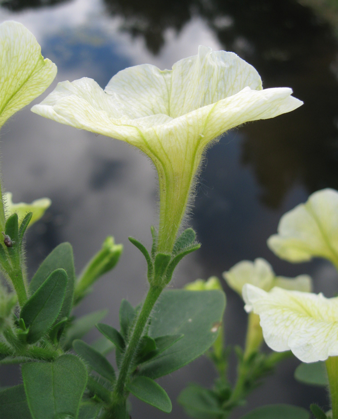Изображение особи Petunia &times; atkinsiana.
