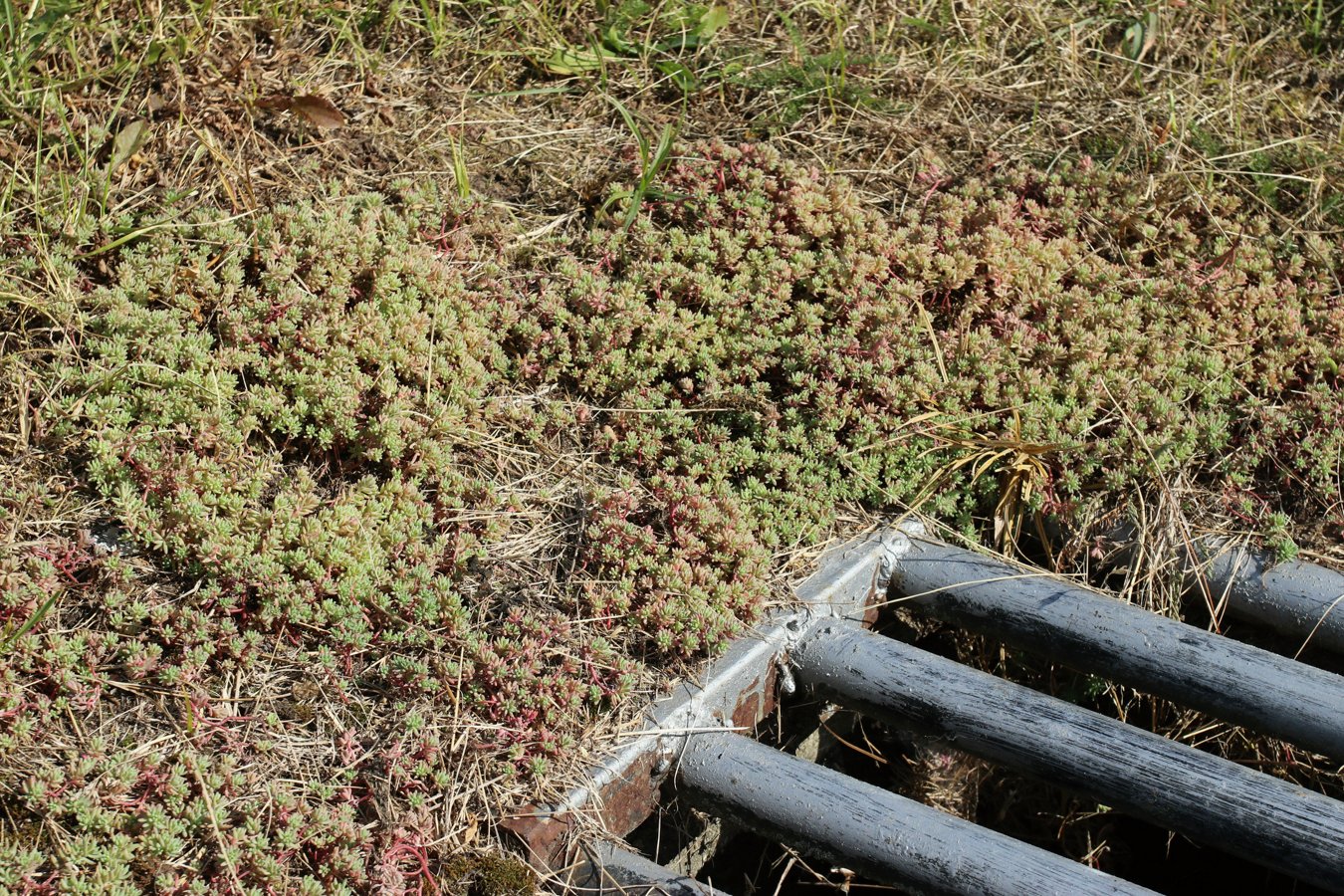 Изображение особи Sedum pallidum ssp. bithynicum.