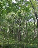 Acer pseudosieboldianum. Растение в первом ярусе широколиственного леса. Приморье, Хасанский р-н, полуостров Гамова, окр. мыса Гамова. 24.09.2022.