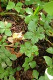 Rubus pedatus