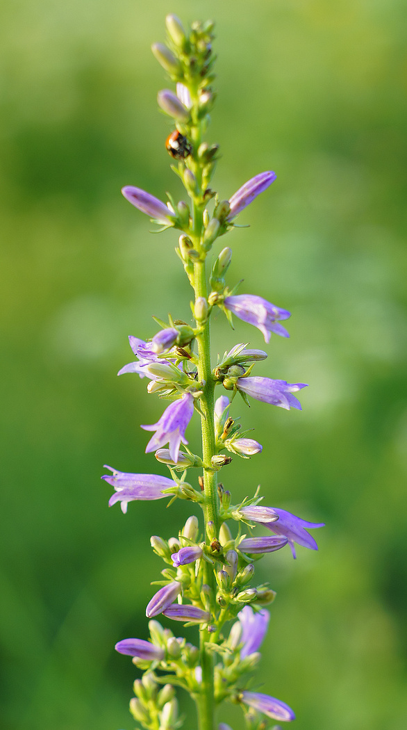 Изображение особи Campanula bononiensis.