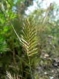 Agropyron pectinatum. Соцветие. Алтайский край, г. Барнаул, окр. ремонтно-экипировочного парка, железнодорожная насыпь. 18.08.2009.