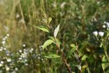 genus Salix. Верхушка побега. Республика Адыгея, окраина пос. Каменномостский, ур. Холодное, луг. 31 июля 2022 г.