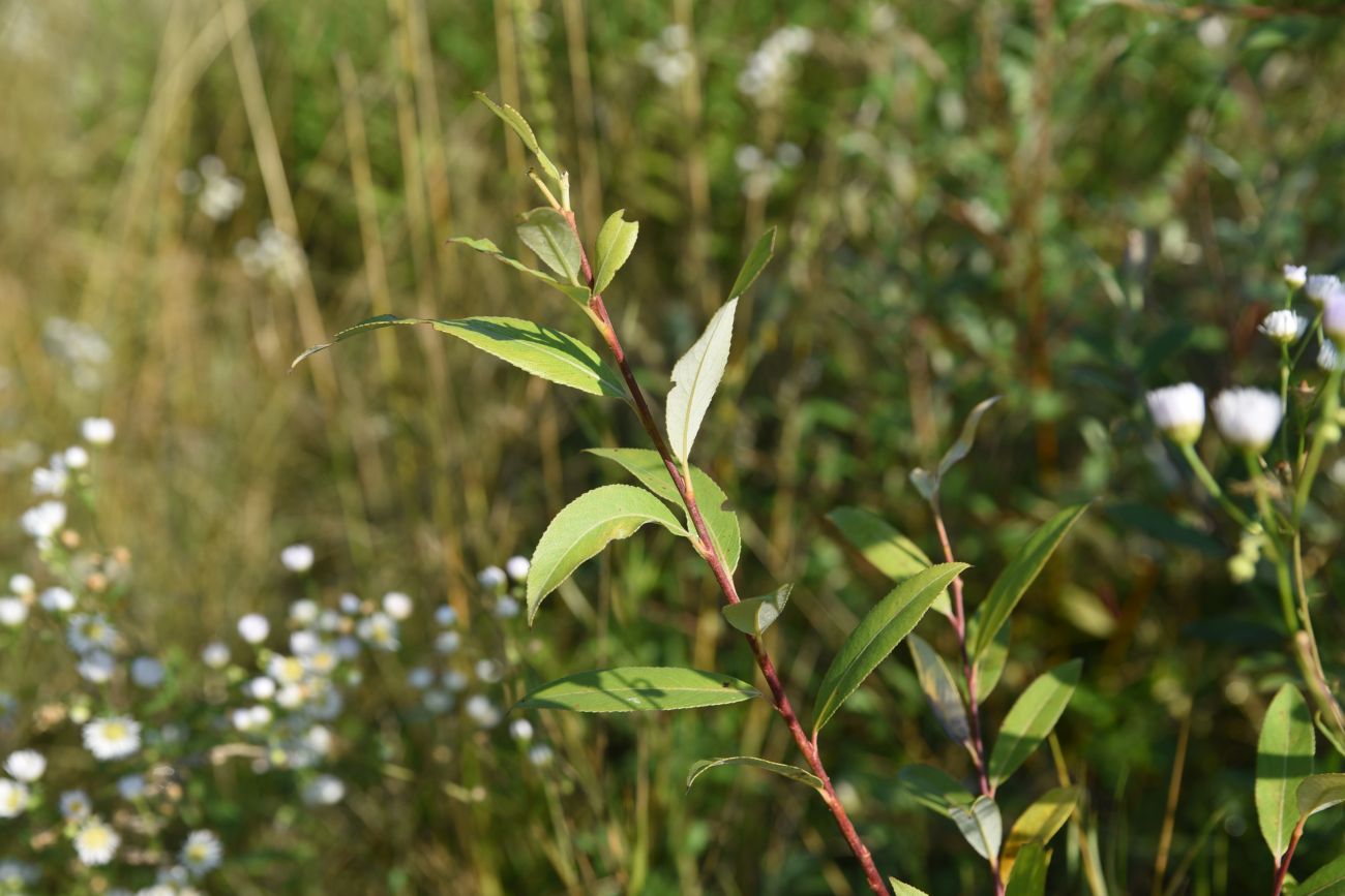 Image of genus Salix specimen.