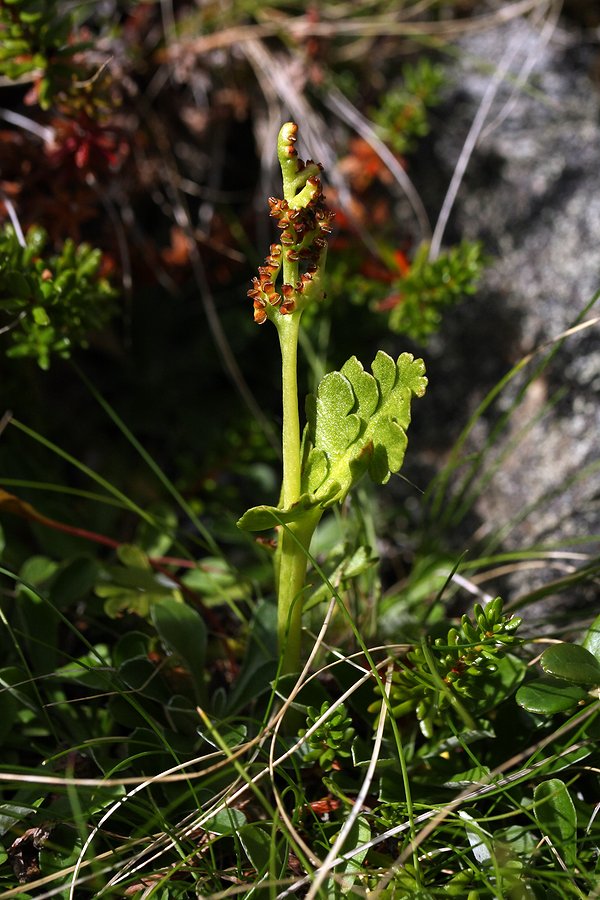 Изображение особи Botrychium boreale.