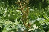 Rumex alpinus