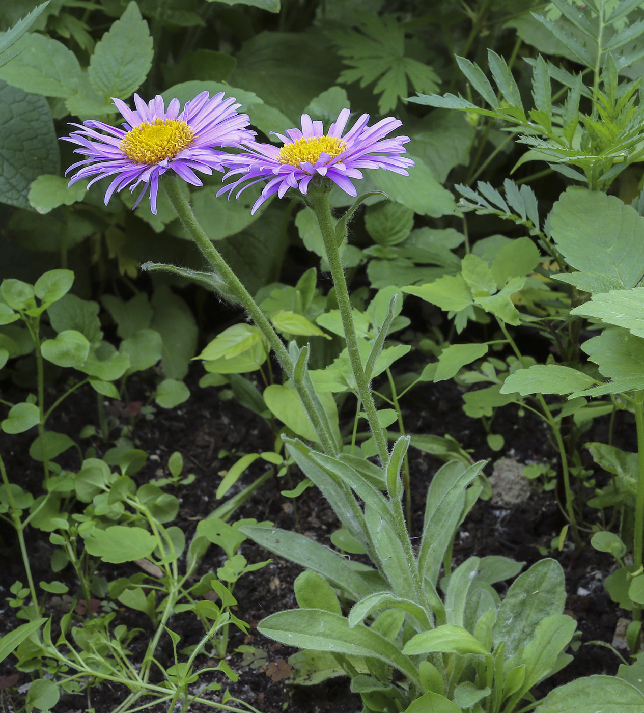 Image of Aster alpinus specimen.