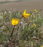 Tulipa australis. Цветущие растения. Крым, г/о Феодосия, Коктебель, Енишарские горы, степной склон. 24 апреля 2021 г.