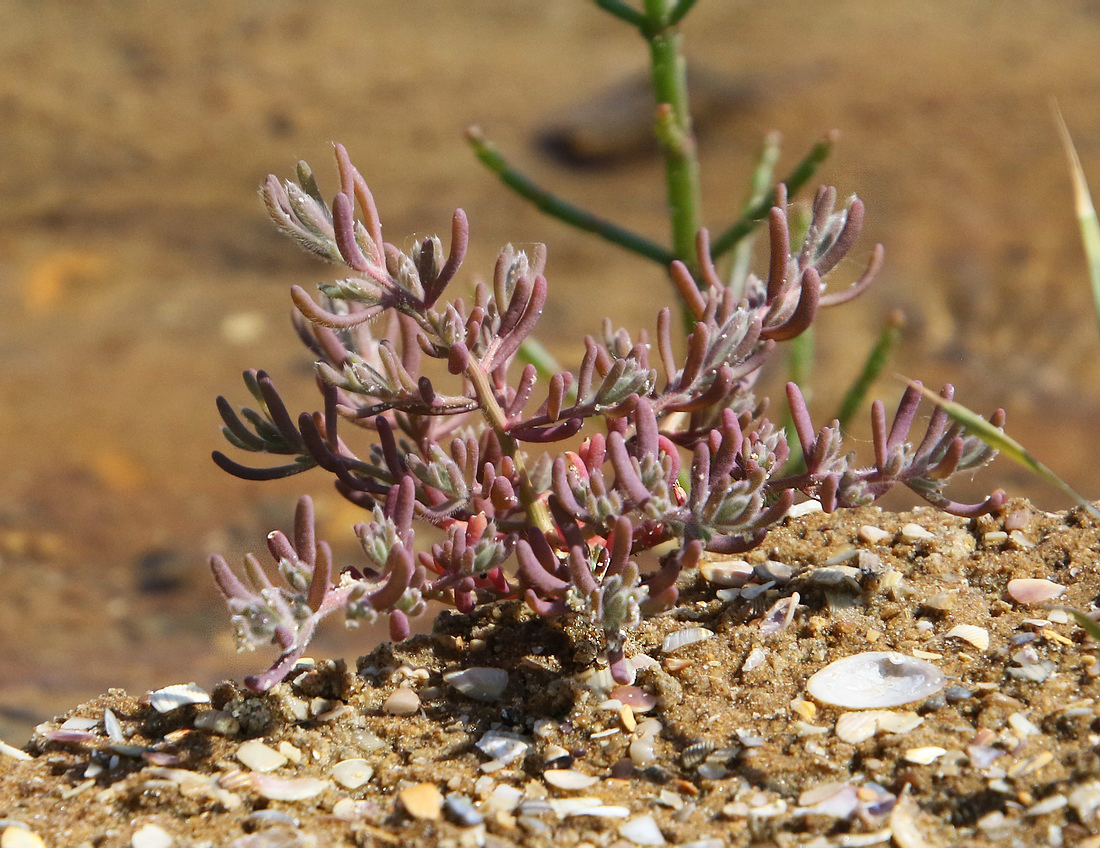 Image of genus Suaeda specimen.