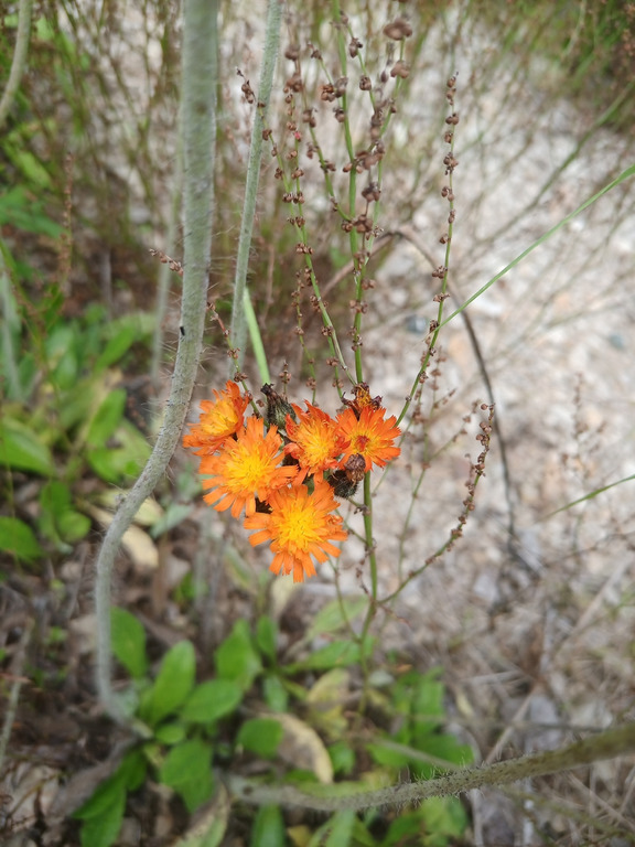 Изображение особи Pilosella aurantiaca.