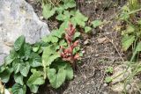 Orobanche campanulae. Цветущее растение. Республика Ингушетия, Джейрахский р-н, окр. альплагеря \"Кязи\", выс. 2060 м н.у.м, берег ручья. 23 июля 2022 г.