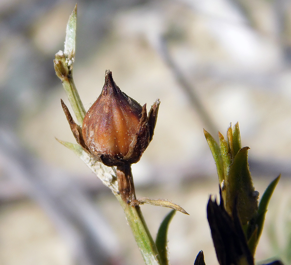 Image of Linum tauricum specimen.