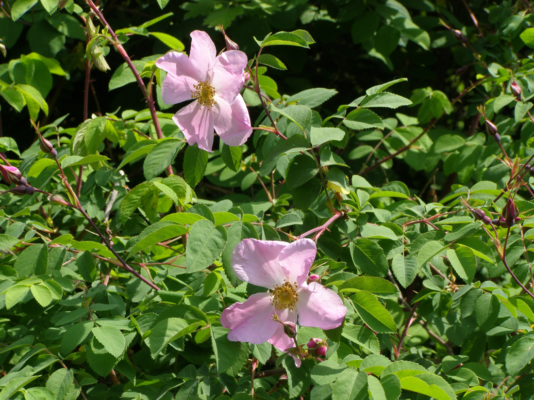 Изображение особи Rosa glabrifolia.