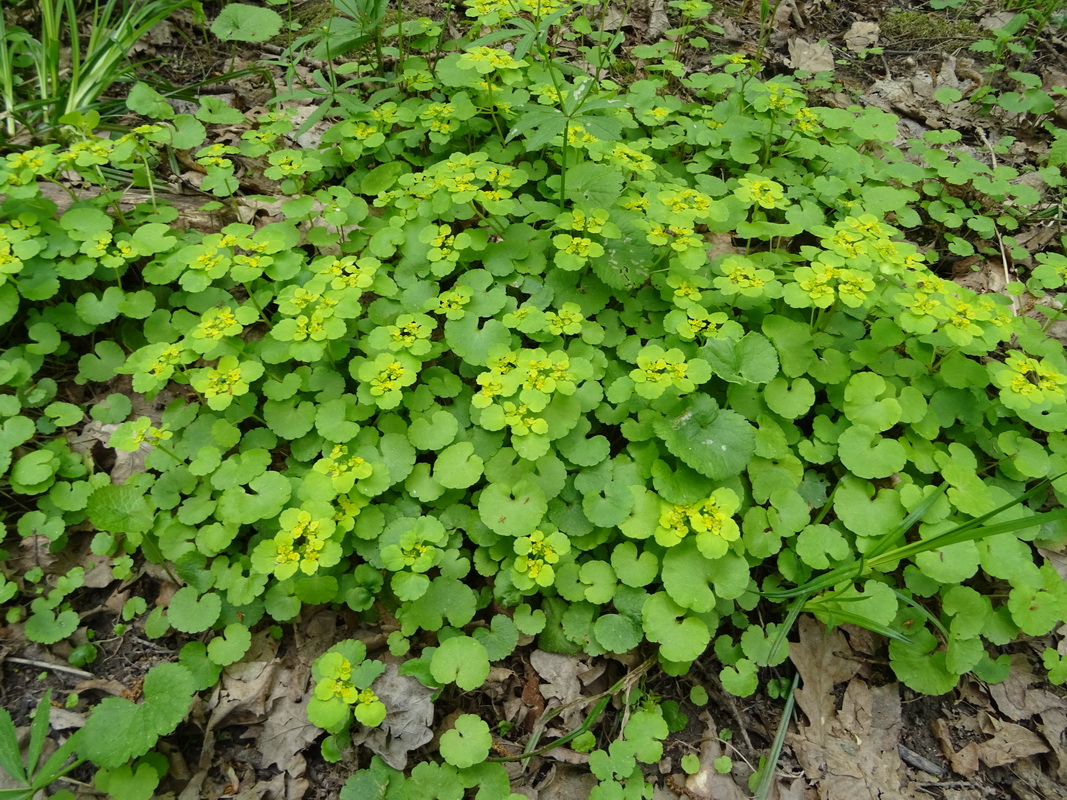 Изображение особи Chrysosplenium alternifolium.