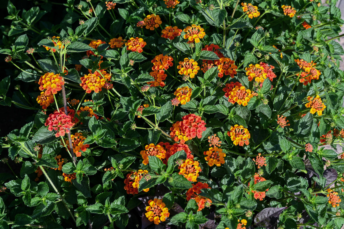 Image of Lantana camara specimen.