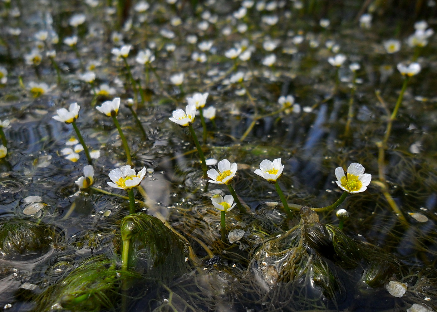 Image of Ranunculus × glueckii specimen.