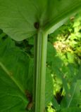 Cirsium heterophyllum