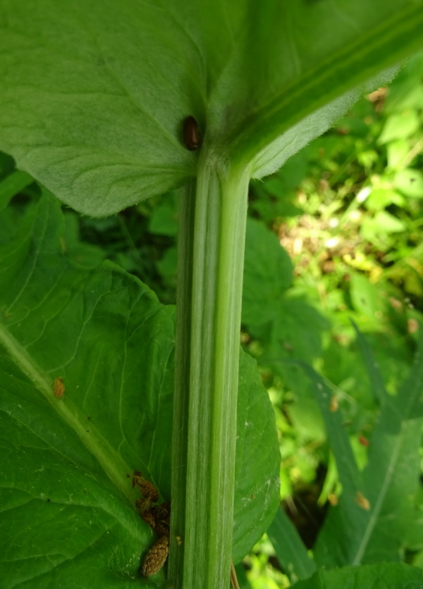 Изображение особи Cirsium heterophyllum.