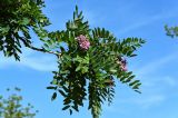 Robinia viscosa. Ветвь цветущего дерева. Оренбургская обл., г. Оренбург, в культуре. 07.07.2023.