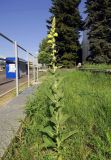 Verbascum phlomoides