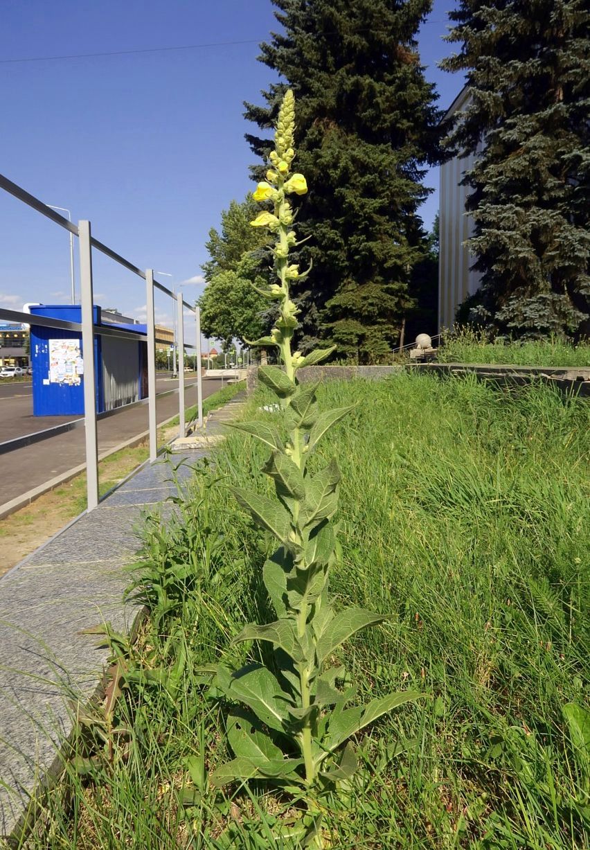 Изображение особи Verbascum phlomoides.