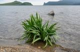 Iris setosa