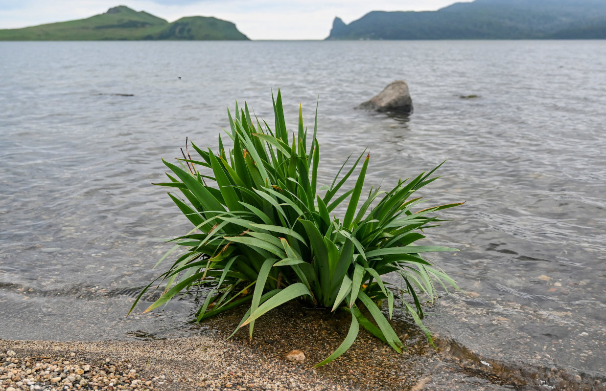 Изображение особи Iris setosa.
