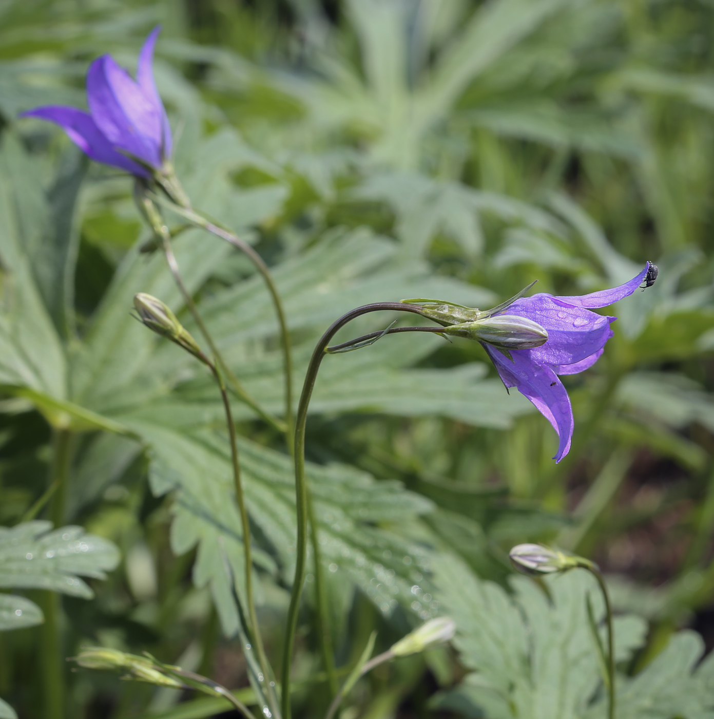 Image of Campanula wolgensis specimen.