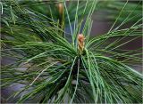 Pinus sibirica