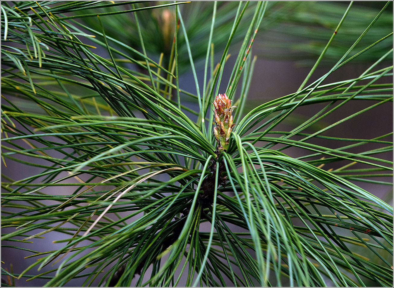 Изображение особи Pinus sibirica.