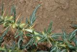 Xanthium spinosum