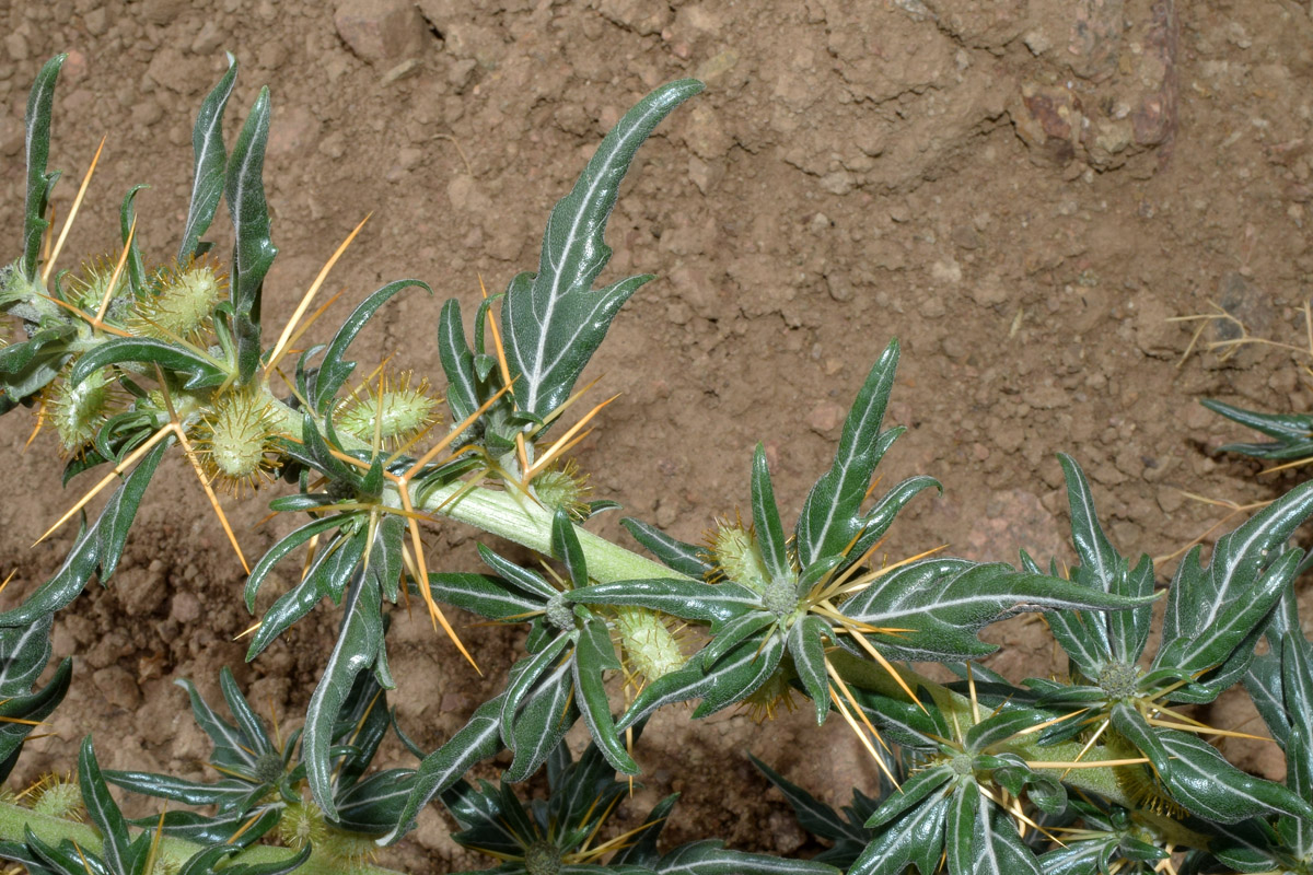 Image of Xanthium spinosum specimen.