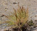 Artemisia dracunculus