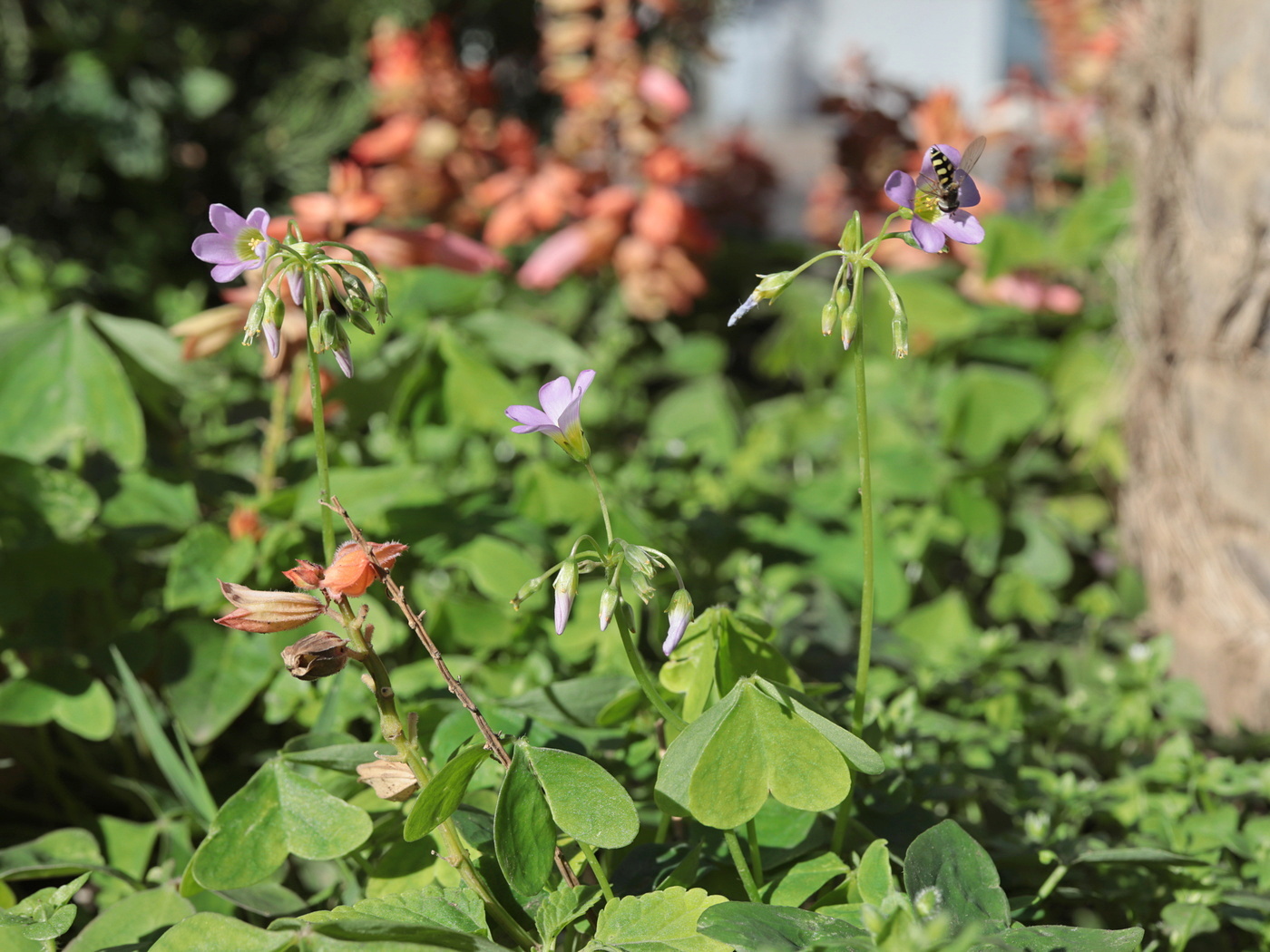 Image of Oxalis latifolia specimen.
