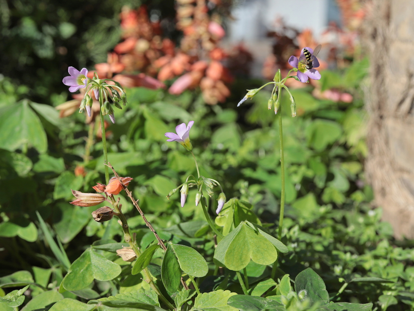 Изображение особи Oxalis latifolia.