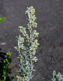 Artemisia stelleriana. Верхушка побега с соцветиями. Сахалин, Корсаковский гор. округ, оз. Буссе, песчаный пляж. 26.08.2022.